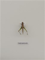 藏品(直翅目(1))的圖片